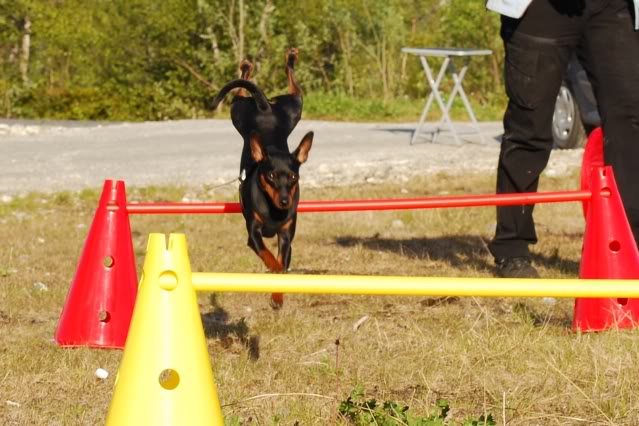 Bilder fra treff/trening i Tromsø Pinschertreff075