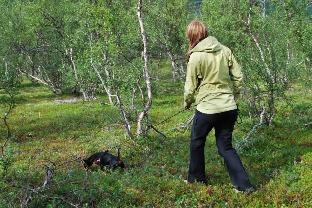 Melba går blodspor Sportrening005