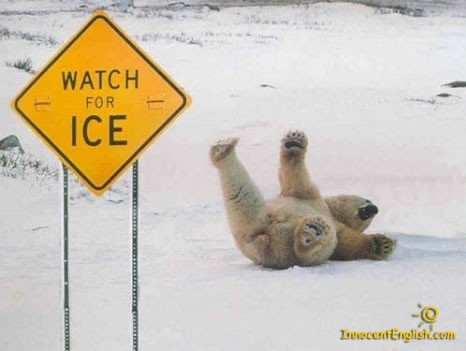 Funny Picture thread Funny-polar-bear-pic-img121