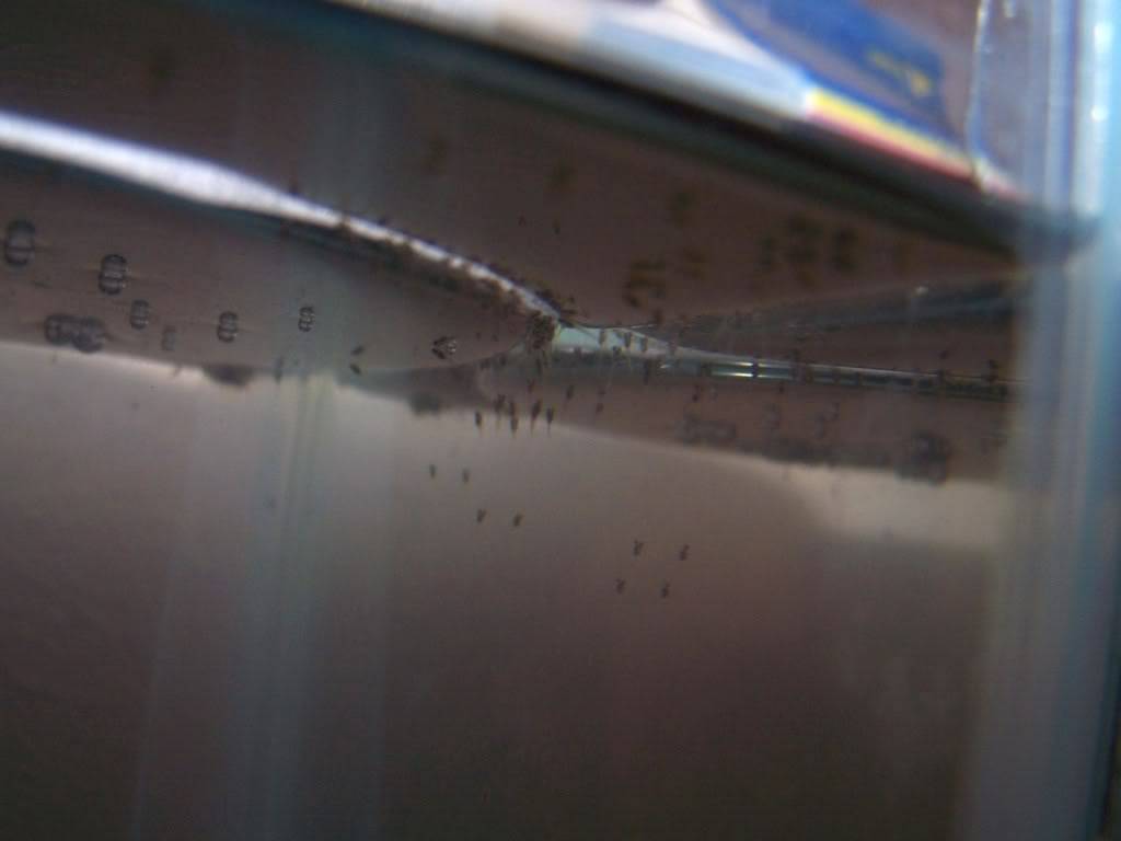 2 day old Betta fry 000_2837