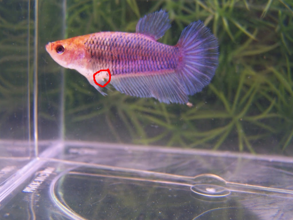 How to tell if your female Betta is ready 000_3493-1