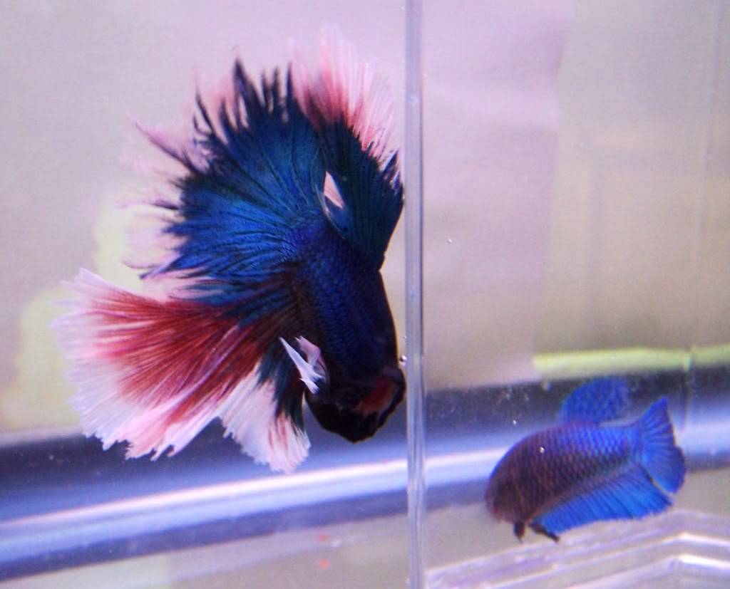 My new Betta HM Boy 000_3712