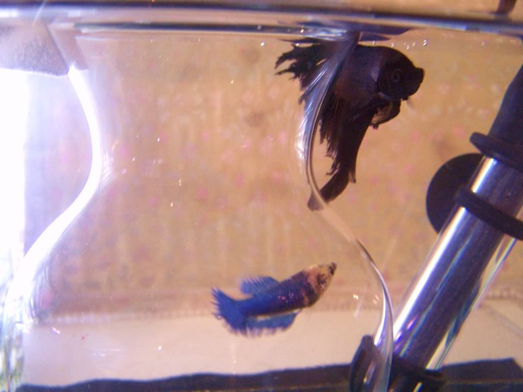 Bettas - Getting two pair ready for breeding 000_4200