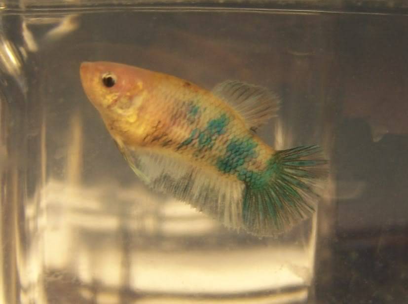 A Few New Betta Males 000_4759