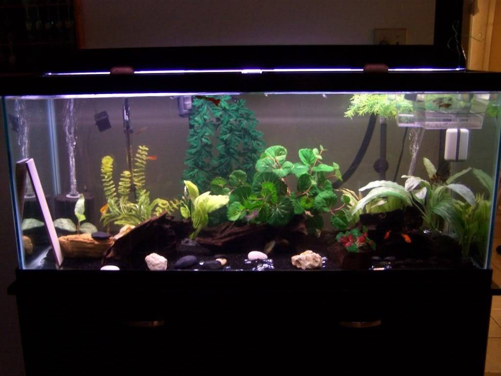 My 75g show tank.- More pics 000_7087