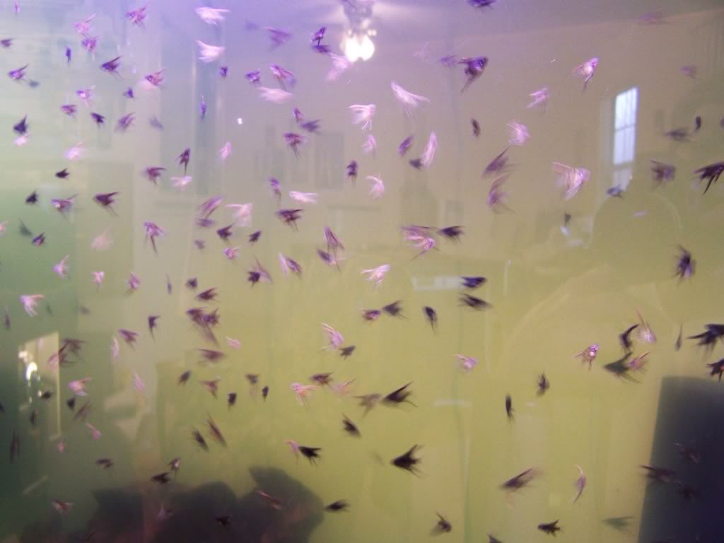 Huge batch of Angelfish babies. 000_7956