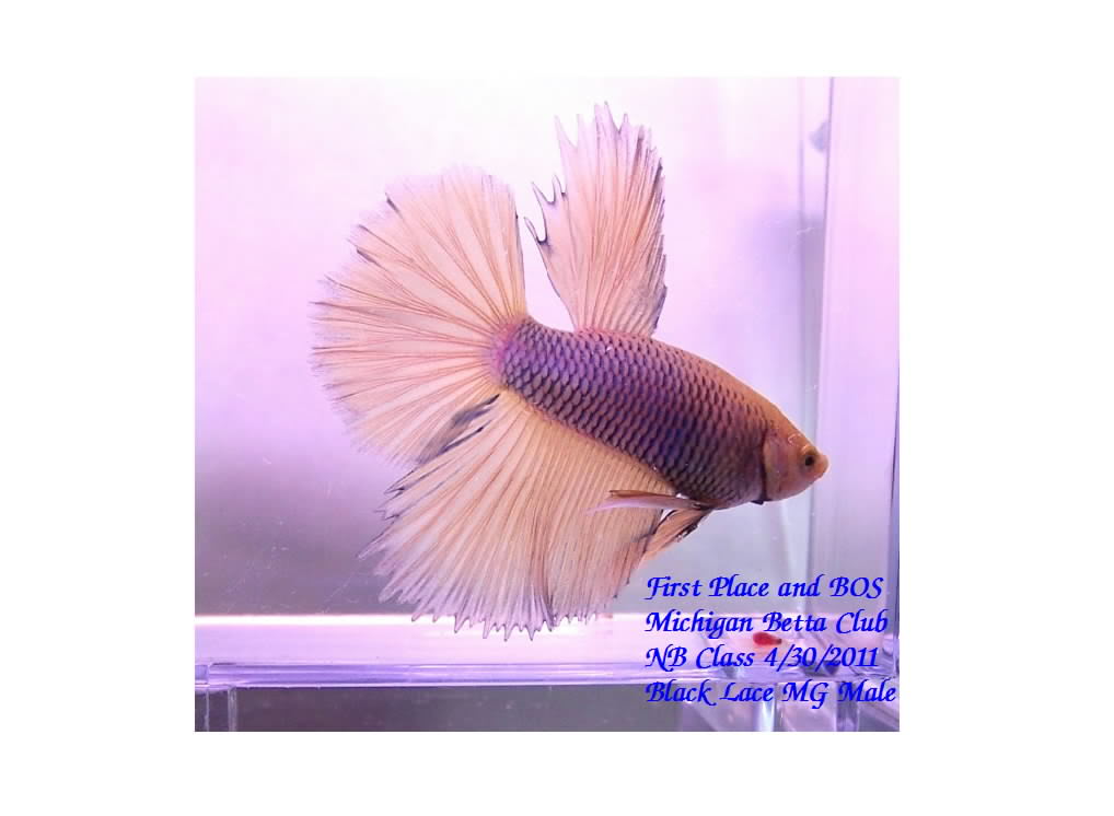 WOW 6 wins at the Michigan Betta Club Show on 4/30/2011 FirstandBOS2