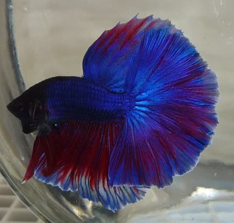 My Betta Pictures Karensbestofshowboyforcenter