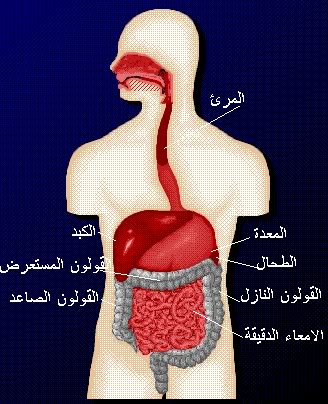 شرح جسم الانسان بالصور  11