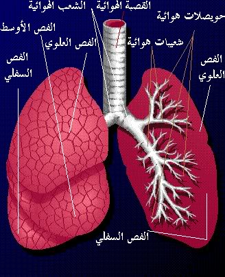 شرح جسم الانسان بالصور  لطلاب الطب 37