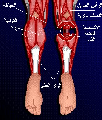 شرح جسم الانسان بالصور  لطلاب الطب M111