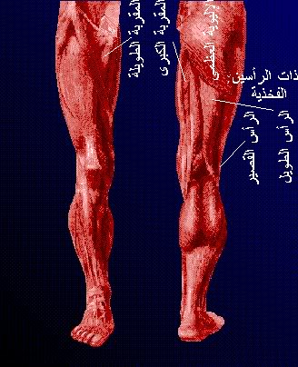 شرح جسم الانسان بالصور  لطلاب الطب M5