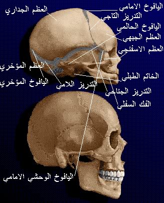 مراحل جسم الانسان.. S5