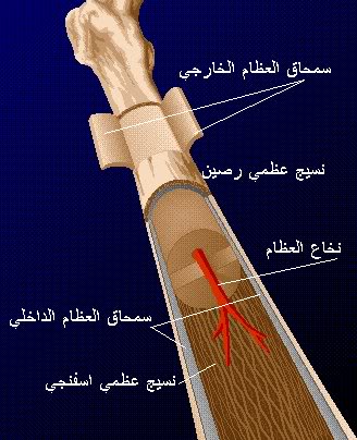 مراحل جسم الانسان.. S6