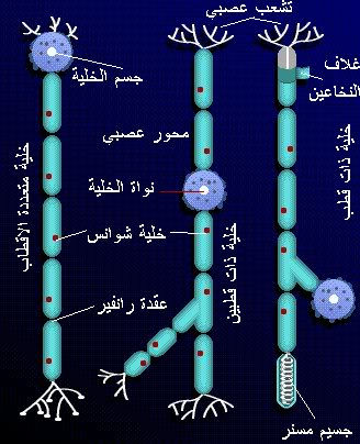 شرح جسم الانسان بالصور  لطلاب الطب S7