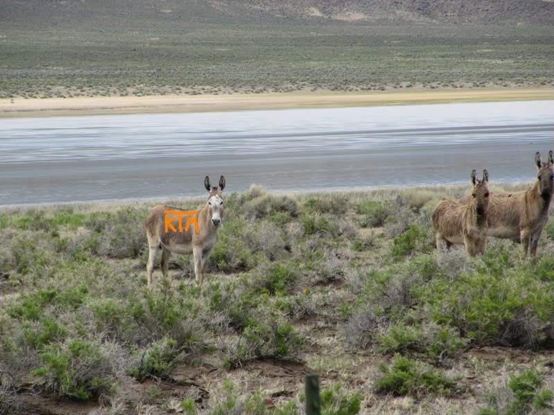 Adventure Is Out There! - 1500 Miles of Desert Fun. Mines, Hot Springs Etc. Burro