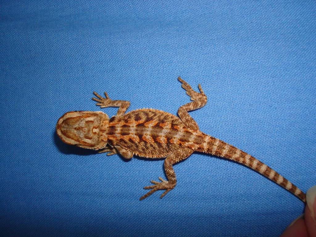 Πωληση bearded dragon DSC02958