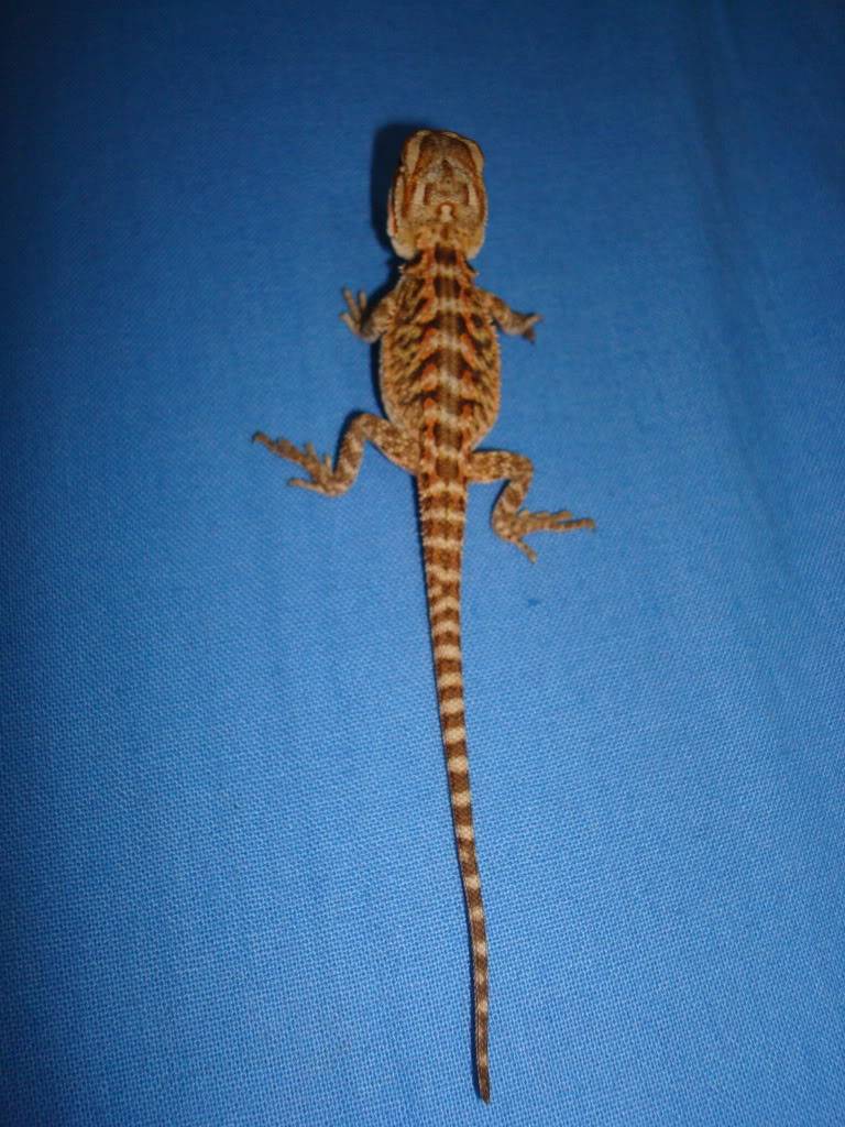 Πωληση bearded dragon DSC02963