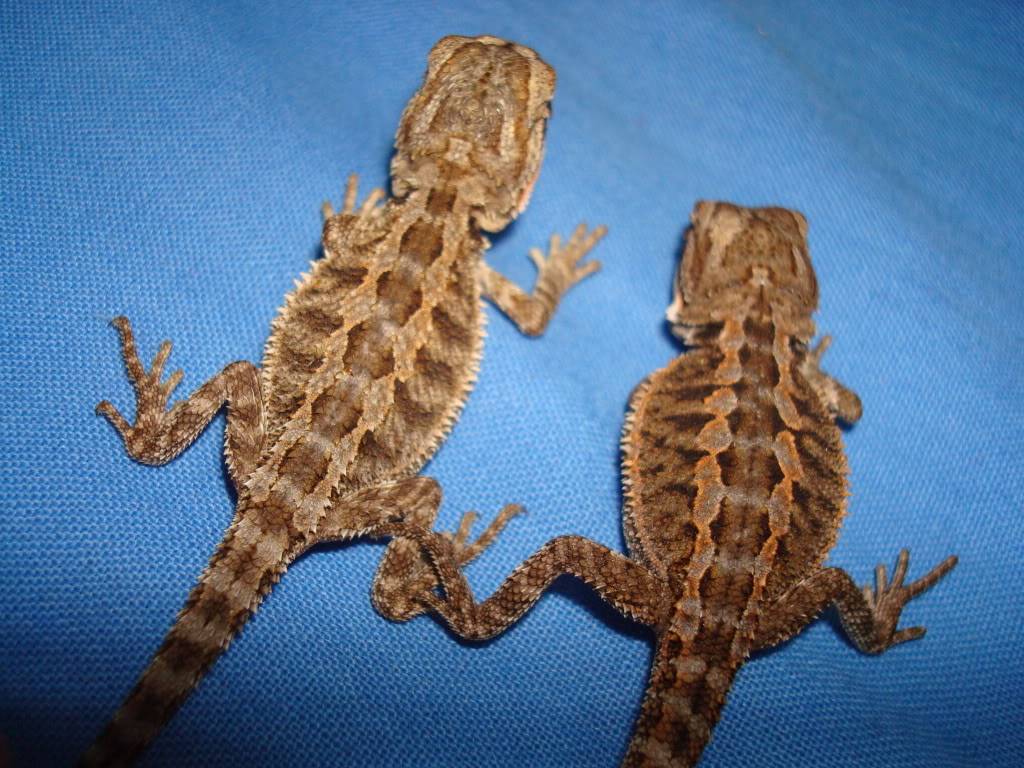 Πωληση bearded dragon DSC02974