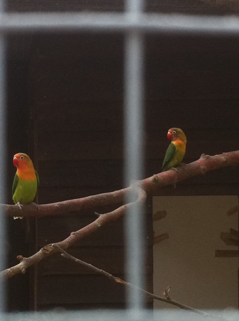 Im Building an aviary. Lovebirds2