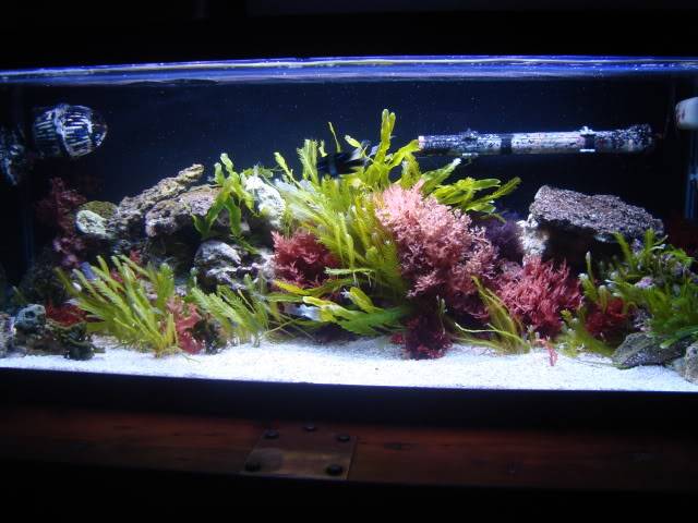 I AM A SALT TANK OWNER AS OF TODAY!!!! 035