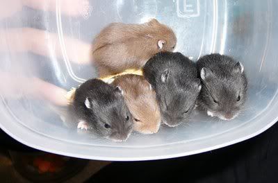 ADOPT ME!!!!!....Hamsters <3 Baby-hamster-russian-campbell