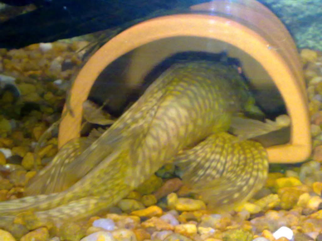 Some of my plecs 01082009044