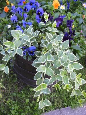 Velika Zimzelen  (VINCA MAJOR L.) Lozicasarena