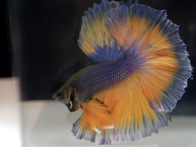 De retour du Swiss Betta Show 2011 Cortaillod BOSMALE