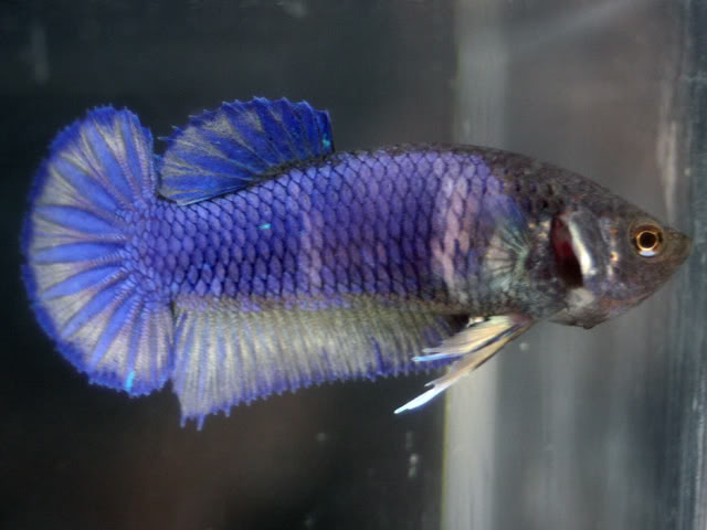 De retour du Swiss Betta Show 2011 Cortaillod FEMELLEPLAKATBACHWALD