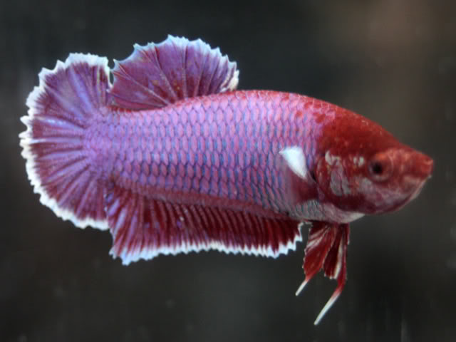 De retour du Swiss Betta Show 2011 Cortaillod MALEHMVCCHARLY