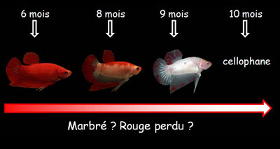 Mes Femelles Pheno_marbre_rouge_perdu