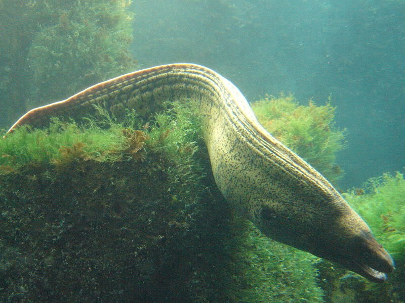 Murina (Muraena helena) 45