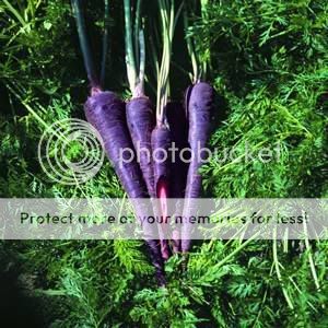 ŽIVETI  LJUBIČANSTVENO  Carrot_PurpleHaze