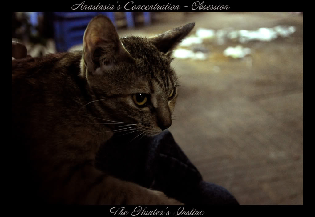Anastasia's Concentration - Obsession TheHunter