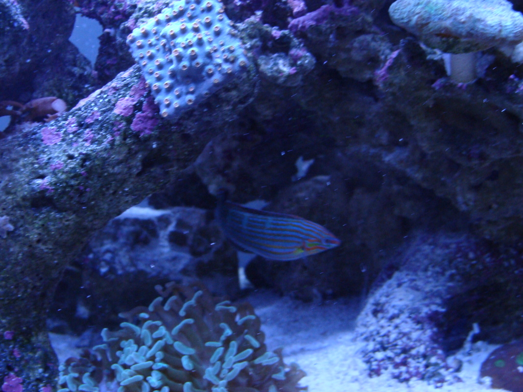 Nicks 56 Gallon Saltwater tank - Page 5 DSC07547