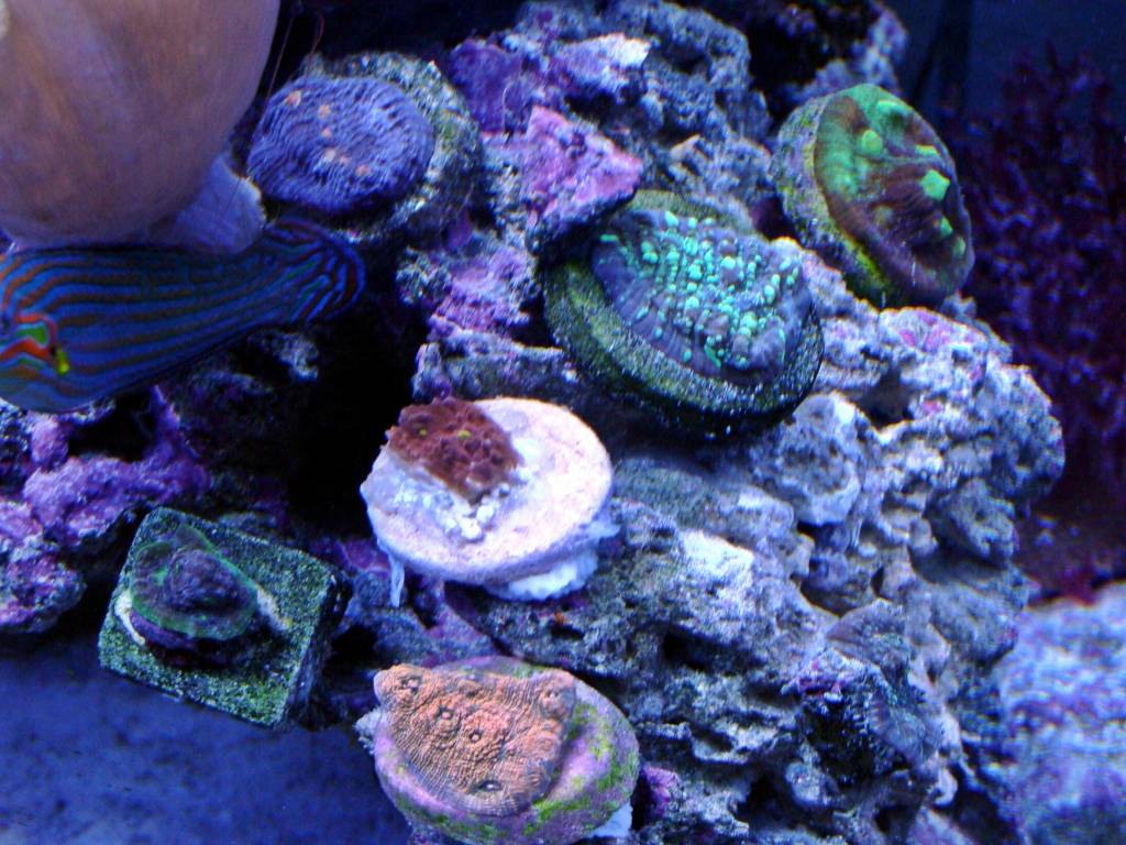 Nicks 56 Gallon Saltwater tank - Page 8 DSC08154