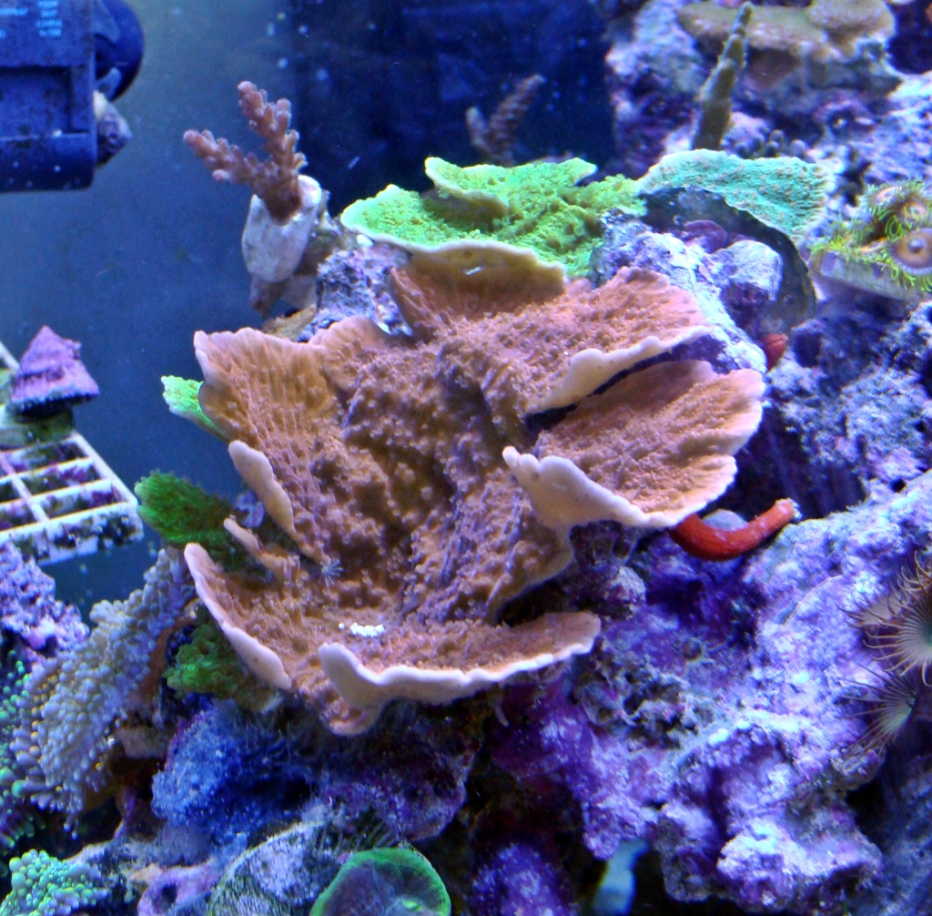 Nicks 56 Gallon Saltwater tank - Page 9 DSC08963