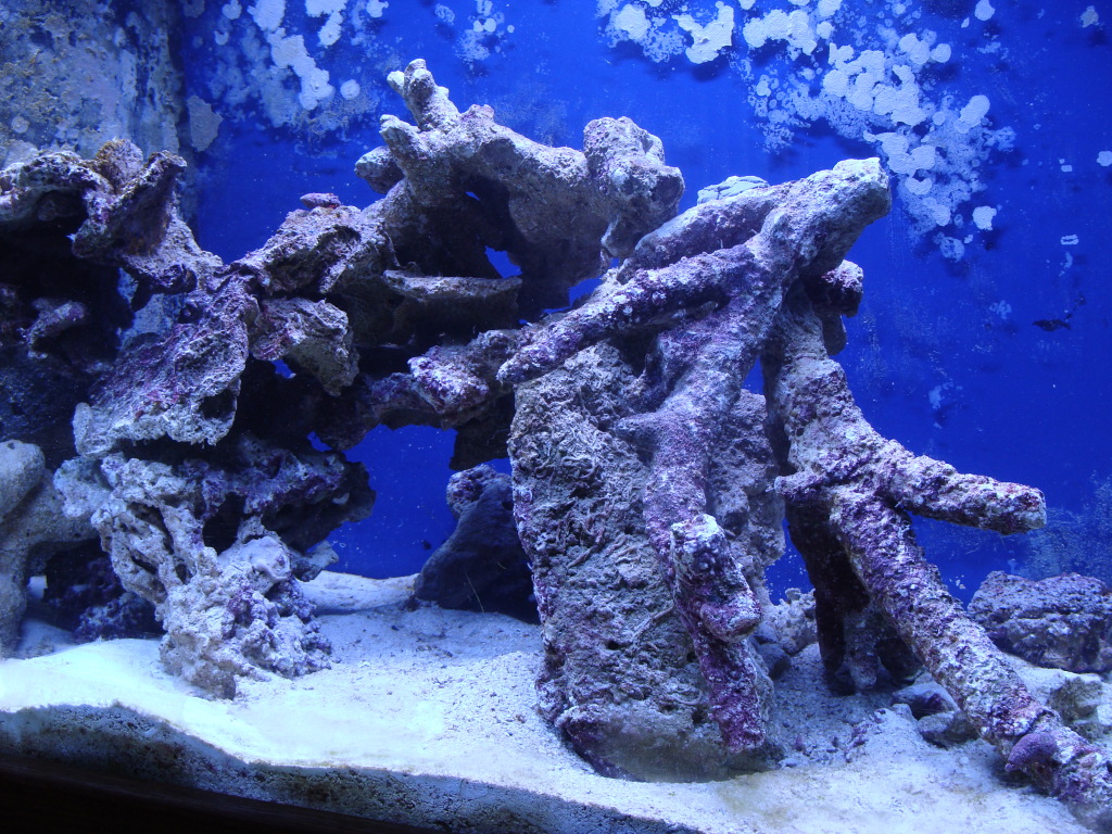 Nick's 90 gallon aggressive reef tank DSC09099