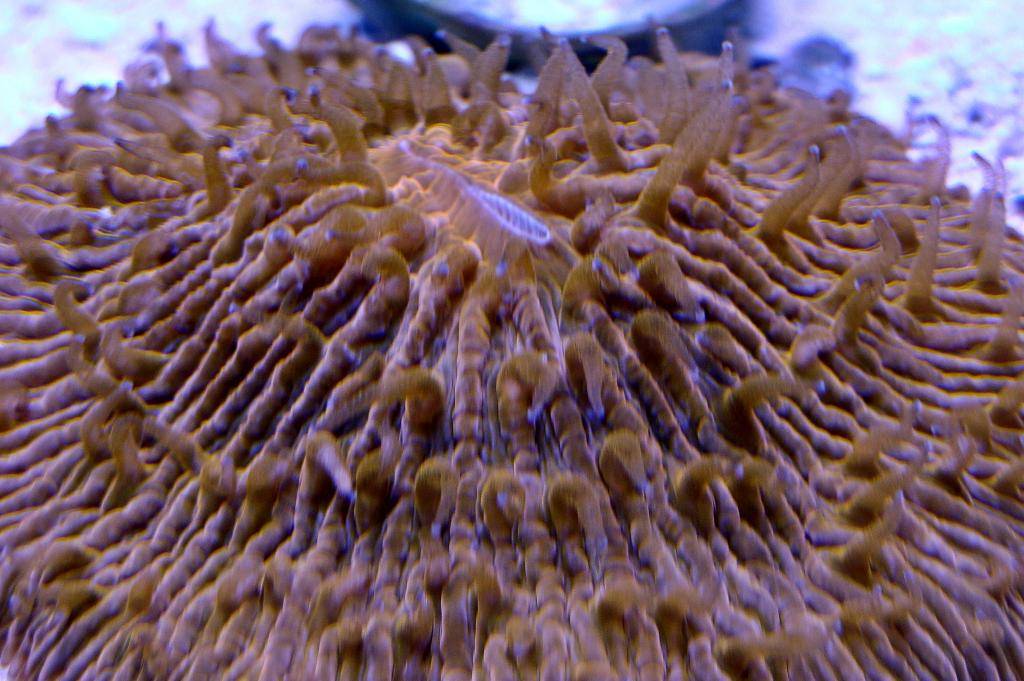 Nick's 90 gallon aggressive reef tank - Page 5 DSC09355_zps95f90199