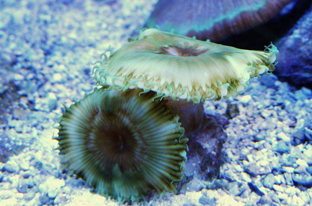 Nick's 90 gallon aggressive reef tank - Page 6 DSC09711_zps3854ffb9