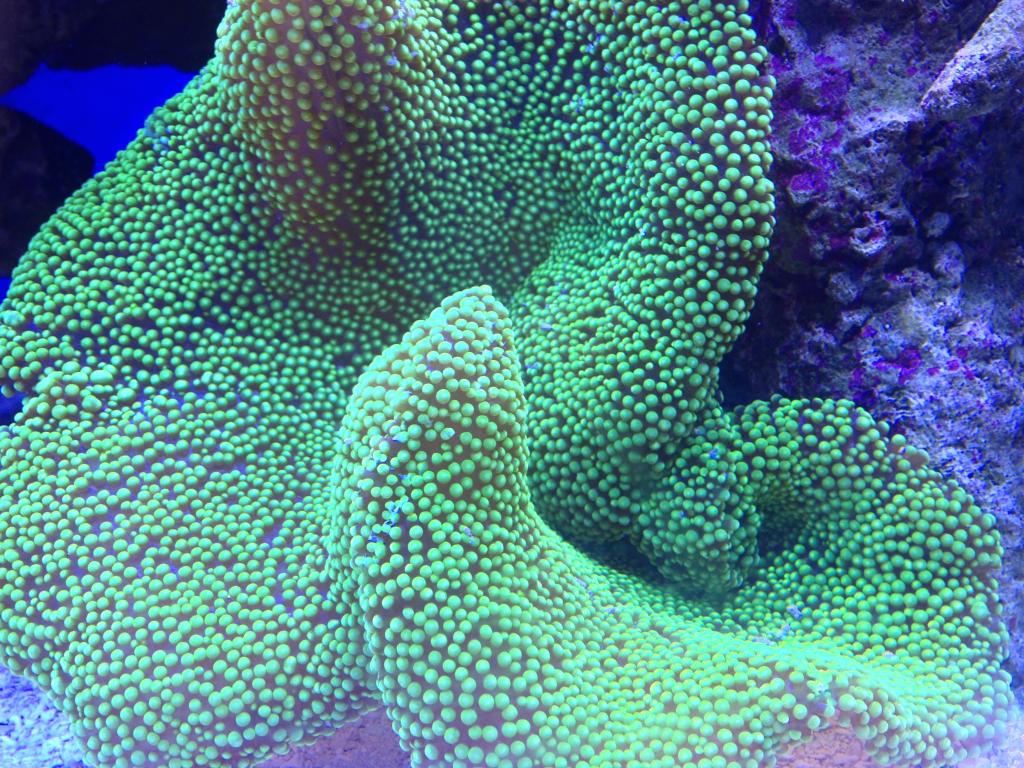 Nick's 90 gallon aggressive reef tank - Page 5 Photo2