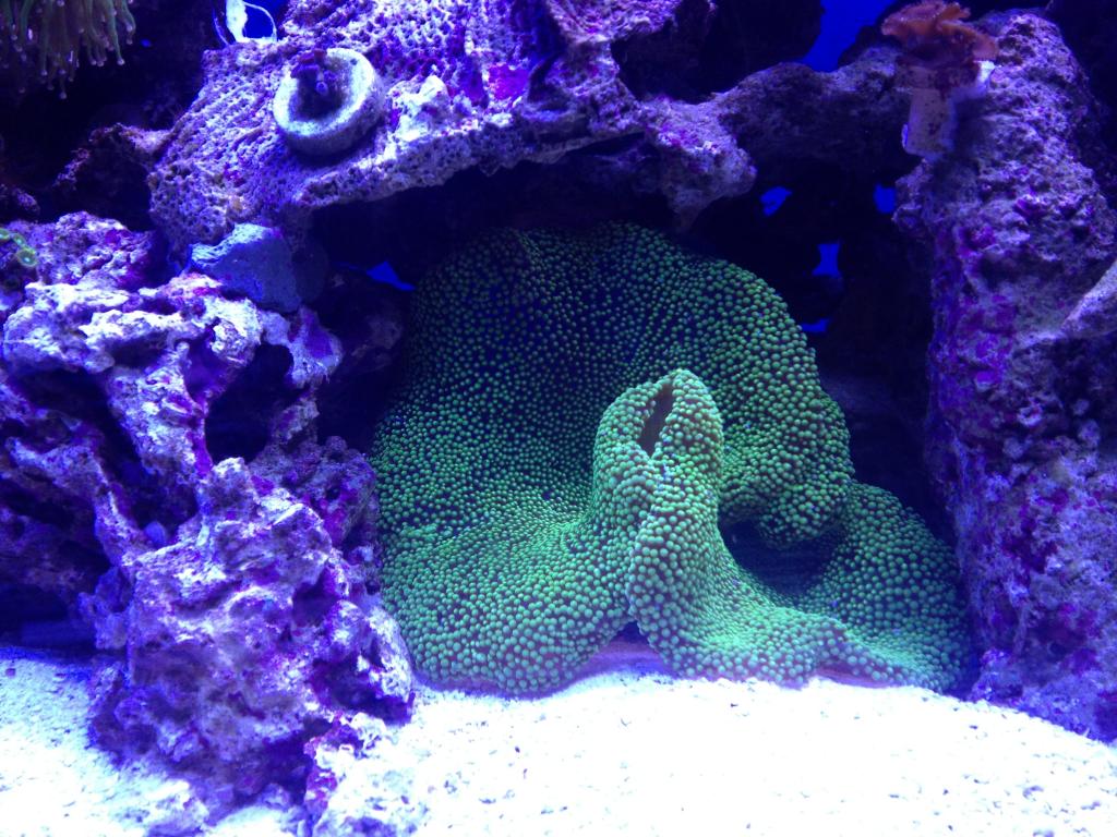 Nick's 90 gallon aggressive reef tank - Page 5 Photo3