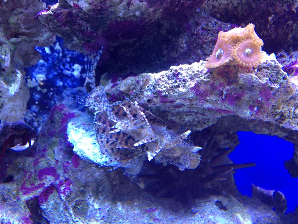 Nick's 90 gallon aggressive reef tank - Page 5 Photo5