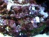 Spaghetti worm and tube worms eating. Th_MOV09132