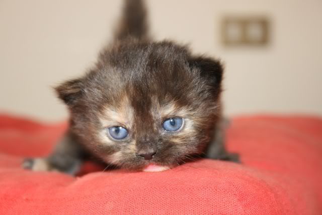 gattini persiani nuovi cuccioli Audrey