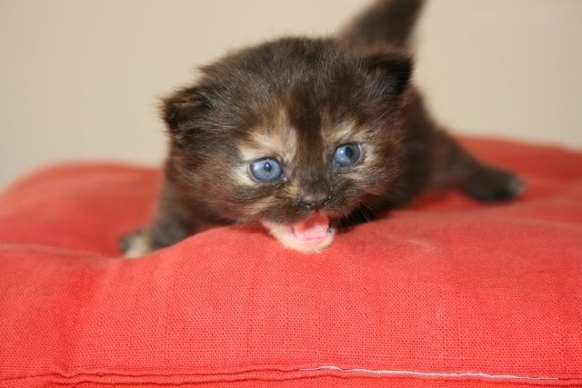 gattini persiani nuovi cuccioli Audrey1-1