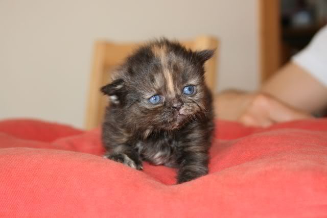 gattini persiani nuovi cuccioli Greta-1