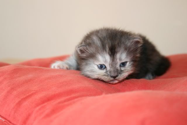 gattini persiani nuovi cuccioli Priscilla