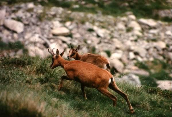 Belles photos d'animaux c'est ici !  - Page 3 Isardmagnifico